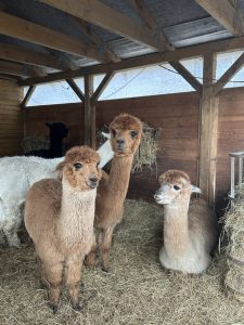 Vivamos-Alpaka_castrop-rauxel-Isabella_Marohn
